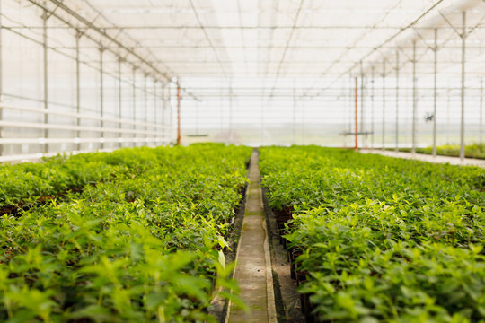 Flowers Cultivation In A Green House. Production Flowers. Plants Crop In Greenhouse.