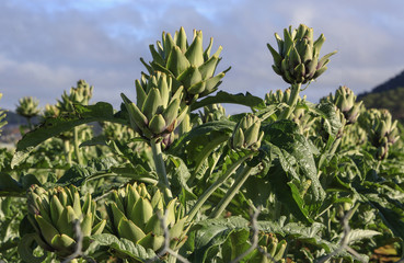 Obraz premium artichoke flower on field