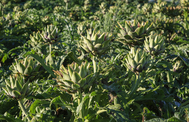 artichoke flower on field