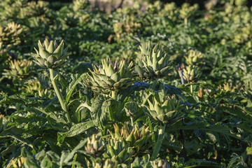 Obraz premium artichoke flower on field