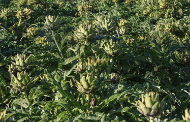 artichoke flower on field