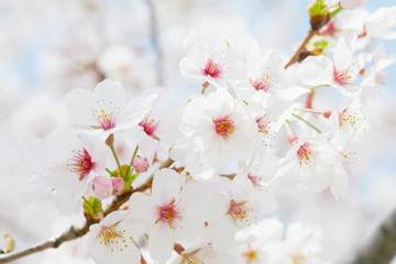 桜　染井吉野　クローズアップ 