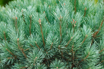 Fresh green pine branches with long needles on a sunny day
