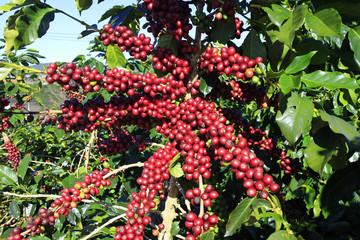 Coffee tree with coffee bean on cafe plantation