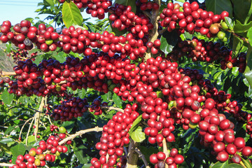 Coffee tree with coffee bean on cafe plantation