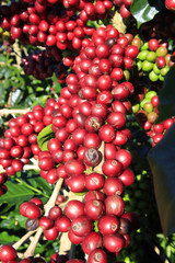 Coffee tree with coffee bean on cafe plantation