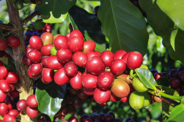 Coffee tree with coffee bean on cafe plantation