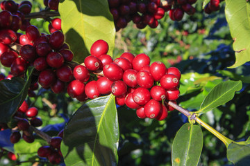Coffee tree with coffee bean on cafe plantation