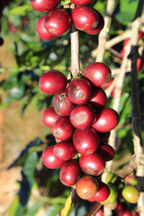Coffee tree with coffee bean on cafe plantation