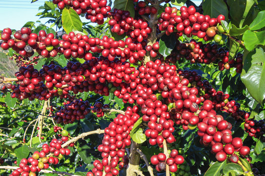 Coffee tree with coffee bean on cafe plantation