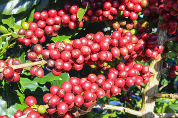 Coffee tree with coffee bean on cafe plantation