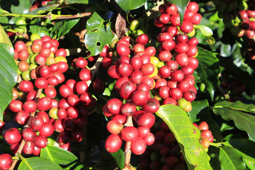 Fototapeta premium Coffee tree with coffee bean on cafe plantation