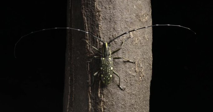 Yellow spotted longicorn beetle.