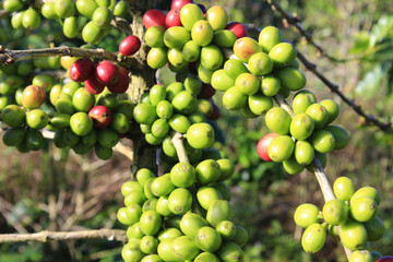 Coffee tree with coffee bean on cafe plantation