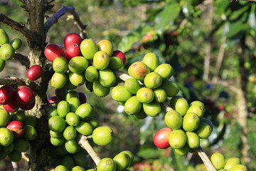 Coffee tree with coffee bean on cafe plantation