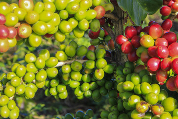 Coffee tree with coffee bean on cafe plantation