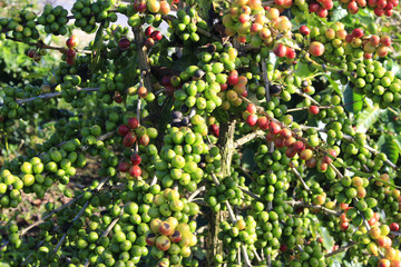 Coffee tree with coffee bean on cafe plantation