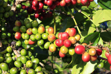 Coffee tree with coffee bean on cafe plantation
