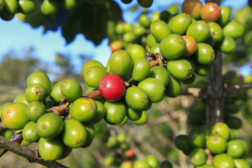 Coffee tree with coffee bean on cafe plantation