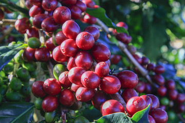 Coffee tree with coffee bean on cafe plantation