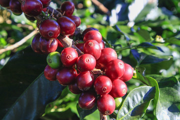 Coffee tree with coffee bean on cafe plantation