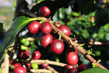 Coffee tree with coffee bean on cafe plantation