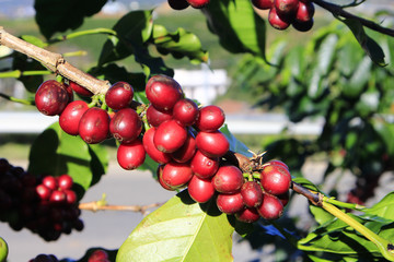 Coffee tree with coffee bean on cafe plantation