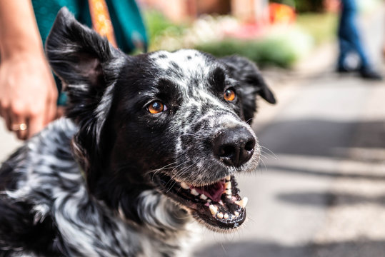 head and fsce of a border collie mixed breed black and white fur closeup bokeh