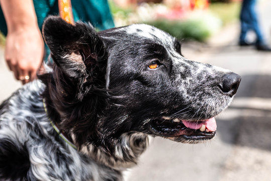 head and fsce of a border collie mixed breed black and white fur closeup bokeh