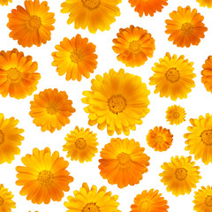 Calendula on a white background. Medicinal plants. Healing herb. Seamless pattern with flowers of marigold.