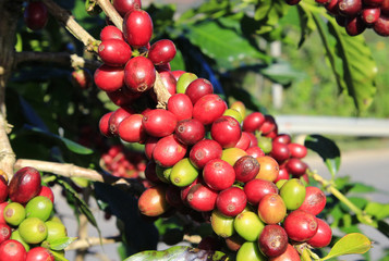 Coffee tree with coffee bean on cafe plantation