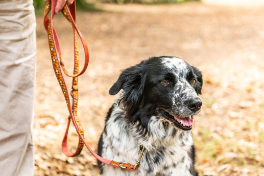 head and fsce of a border collie mixed breed black and white fur closeup bokeh