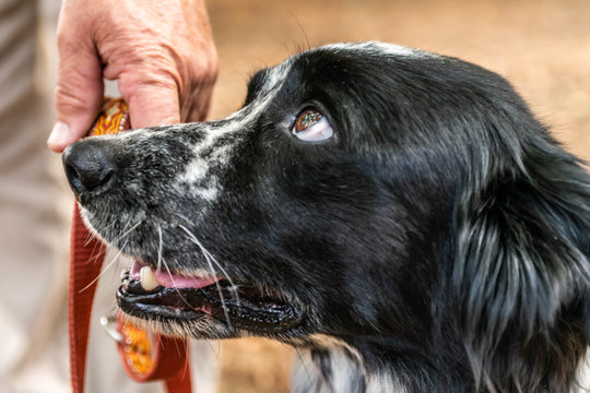 head and fsce of a border collie mixed breed black and white fur closeup bokeh