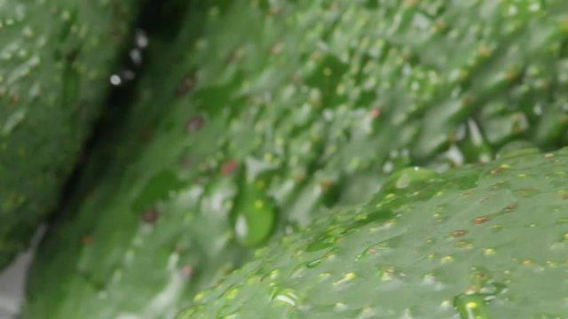 Avocadi