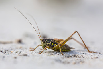 Roesels bush cricket on white sand