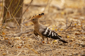 Common Hoopoe, Upupa epops, Jhalana, Rajasthan, India