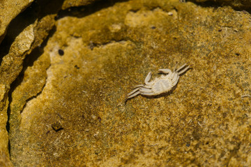 Skeleton of dead shore crab