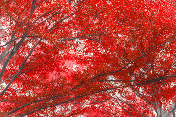 tree red color leaf forest fall autumn season vivid colorful outdoor.