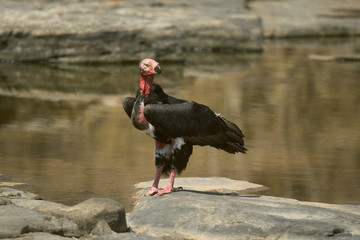 Red-headed Vulture, Sarcogyps calvus, Panna Tiger Reserve, Madhya Pradesh, India
