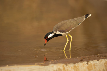 Red-wattled Lapwing,  Vanellus indicus, Jhalana, Rajasthan, India