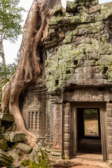 Tree roots over temple (5)