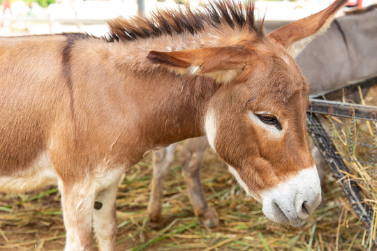 donkey in farmland ranch closeup head