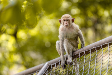young monkey sitting over fence looking camera outdoor blur green park