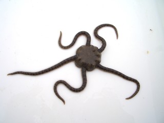 Brittle star