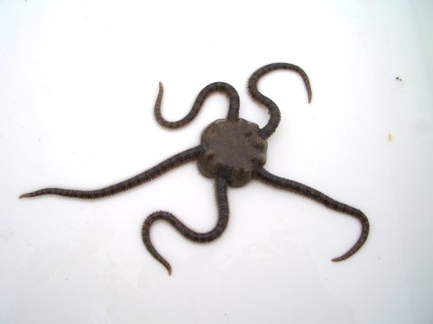 Brittle star