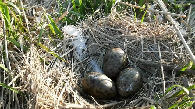 The Black-headed gull (Larus ridibundus) nest with three speckled olive eggs. Construction (nest material of bird's nest) of dry sedge with a mixture of feathers. Guide to bird nests
