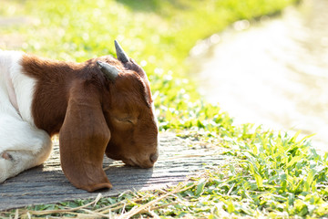 Goats are sleeping on the pavement in the grass.