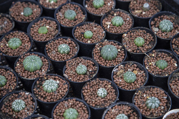Group of cactus
