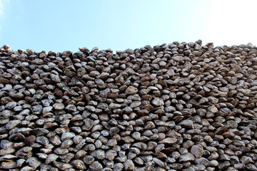 Many Shell