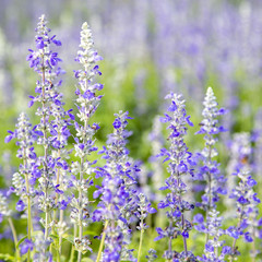 Closeup purple flowers (salvia officinalis)